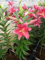 [5309 Cabella No01.JPG]